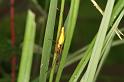 Tetragnatha_extensa_D5078_Z_89_Canal du Nivernais_Frankrijk